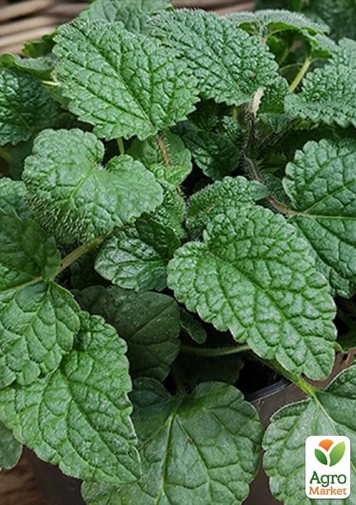 Меліса Mandarina