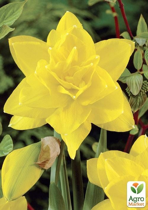 Нарцис "Golden Ducat" 2шт в упаковці