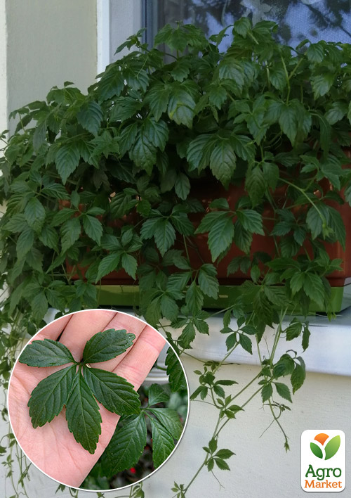 Гиностемма Пятилистная (джиаогулан, трава бессмертия)