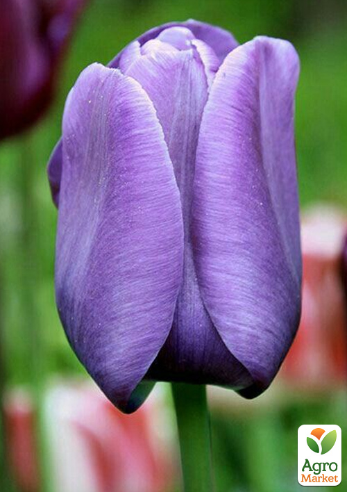 Тюльпан "Bleu Aimable" (великий 12+)