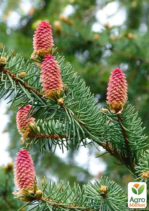 Ялиця Віча (Abies Veitchii) горщик P9