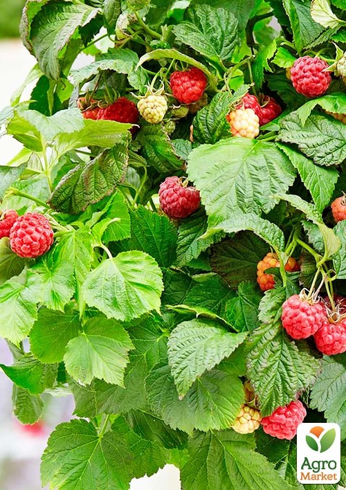 Малина карликовая "Бонбонберри Ямми" (Rubus idaeus BonBonBerry "Yummy") Нидерланды, вазон П12 - фото 2
