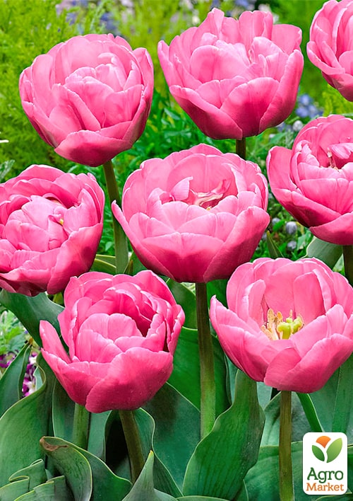 Тюльпан махровый "Table Dance" - фото 7