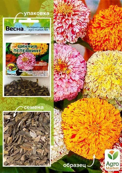 Цинния "Пеперминт" (Зипер) ТМ "Весна" 2г