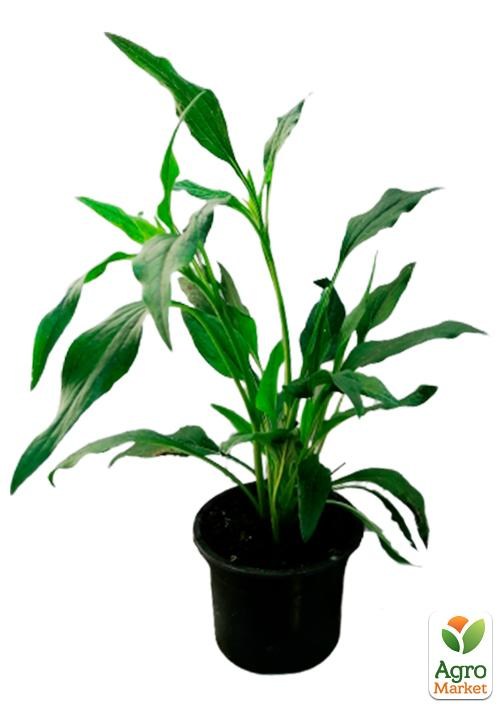 Эхинацея "Eccentric Yellow" - фото 2