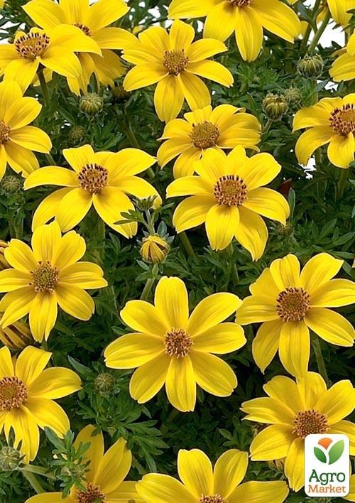 Биденс "Golden Empire"