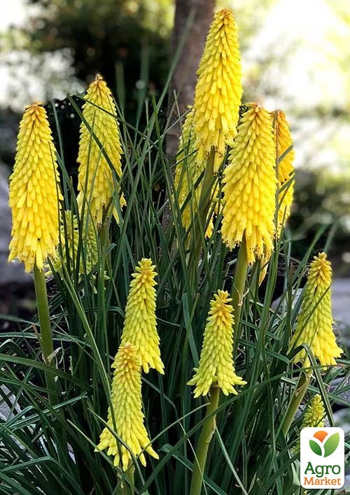 Книфофия "Poco Citron" вазон С1