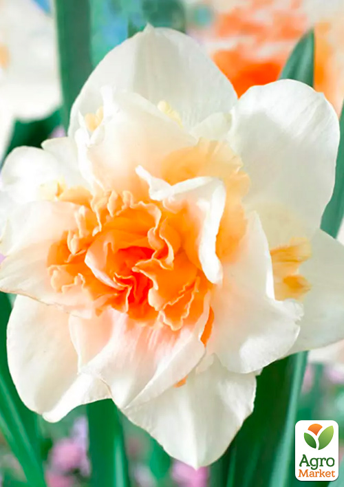 Нарцисс "Replete"