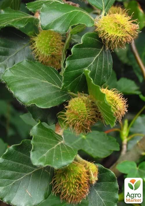 Бук европейский (Fagus sylvatica) высота 25-35см - фото 2