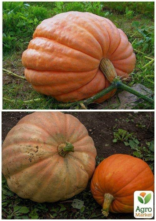 На вагу Гарбуз "Стофунтовий" ТМ "Весна" ціна за 10г - фото 2