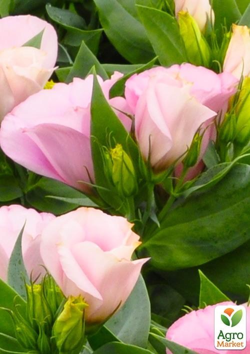 Эустома махровая горшечная "Carmen Rose"