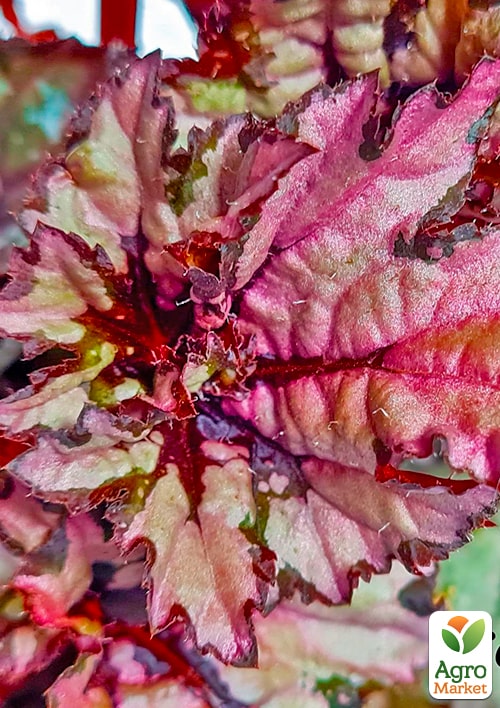 Бегония королевская REX "Little Lady" 20-30см - фото 6