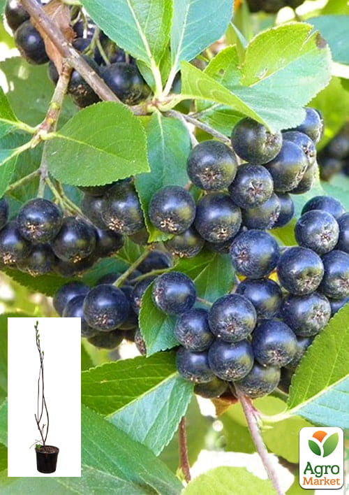 Рябина черноплодная 2-летняя "Viking" укоренённая в контейнере