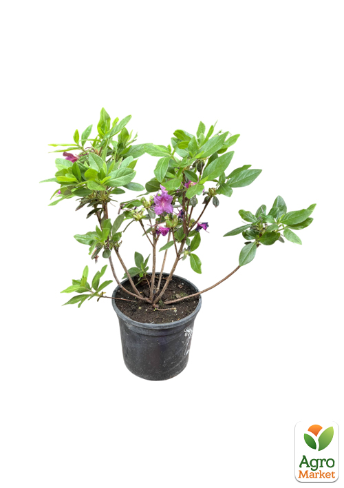 Рододендрон гибридный "Konigstein" C1, высота 25-50см - фото 2