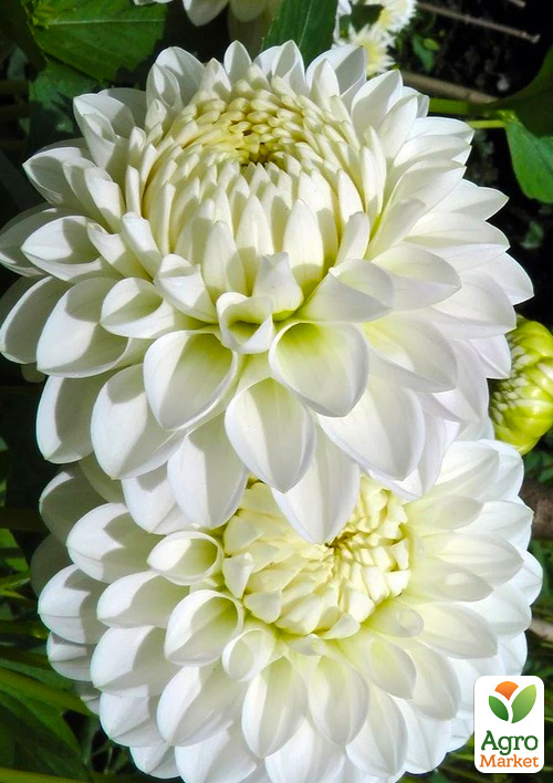 Георгина "Polar Ice" (гигантский цветок)