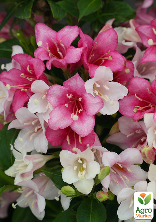 Вейгела "Marjorie" (Weigela Florida)