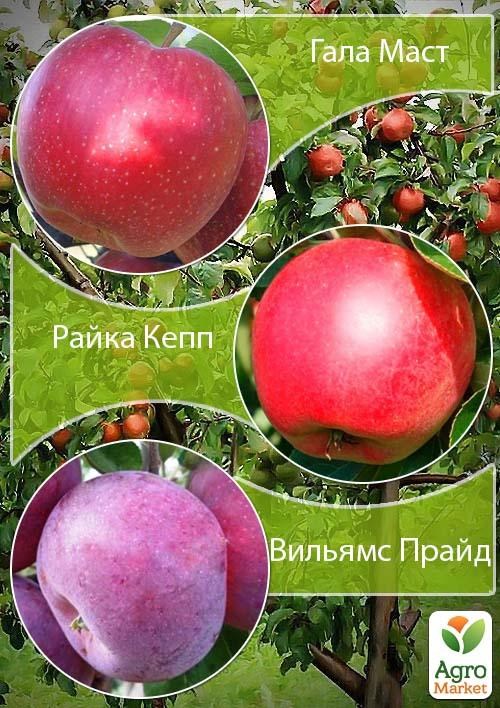 Дерево-сад Яблоня "Гала Маст+Райка Кепп+Вильямс Прайд"
