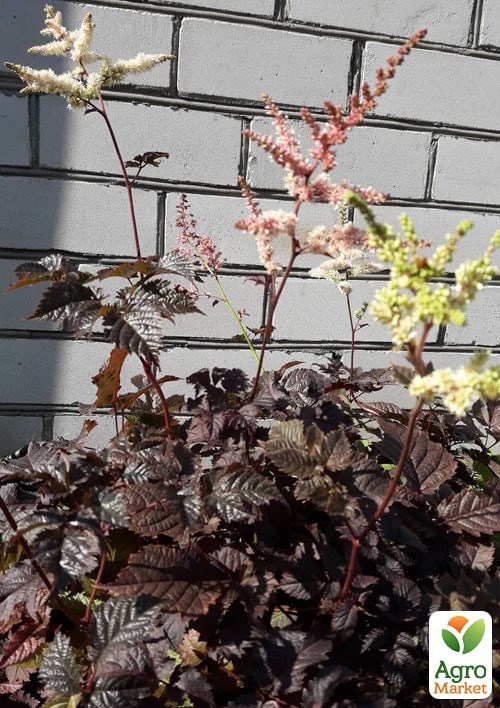 Астильба японская Темнолистная "Chocolate Shogun"  - фото 2