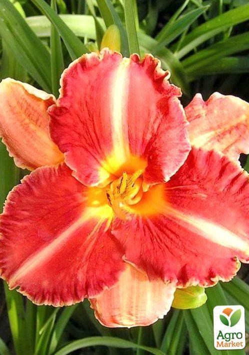 Лилейник "El Rosario" 1шт в упаковке - фото 2