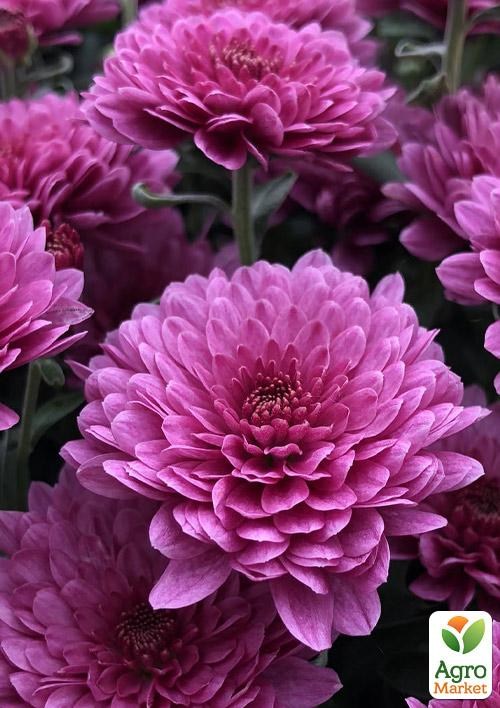 Хризантема мультифлора куляста "Harlem Purple"