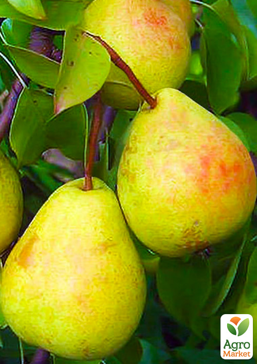 Груша "Скарб" (осінній сорт, середній термін дозрівання)