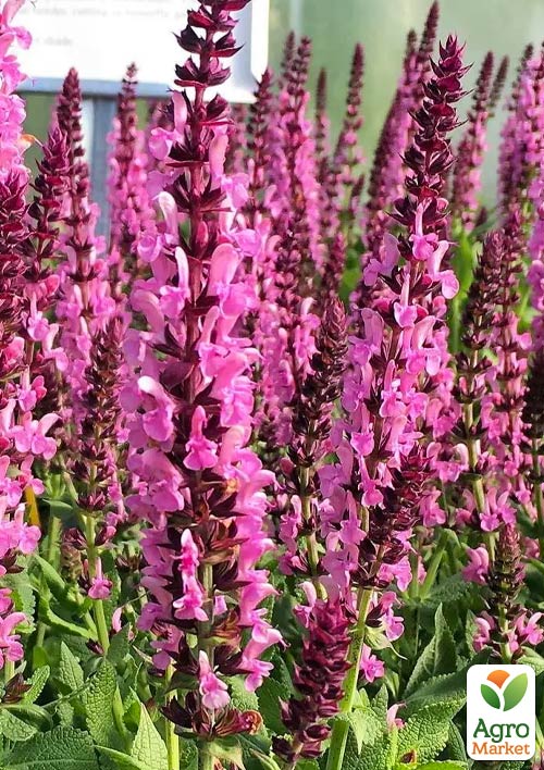 Шавлія Дубравна Sensation "Medium Pink" - фото 5