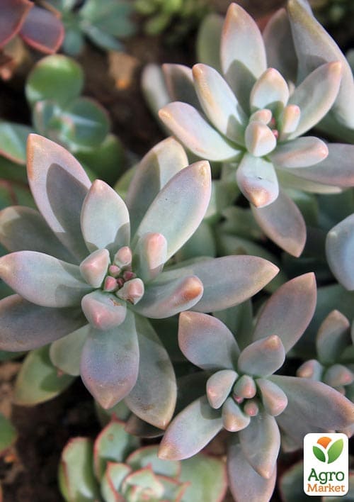 Граптоседум "Francesco Baldi" - фото 2