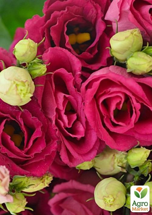 Эустома махровая "Arena Red" укорененная в контейнере Р9