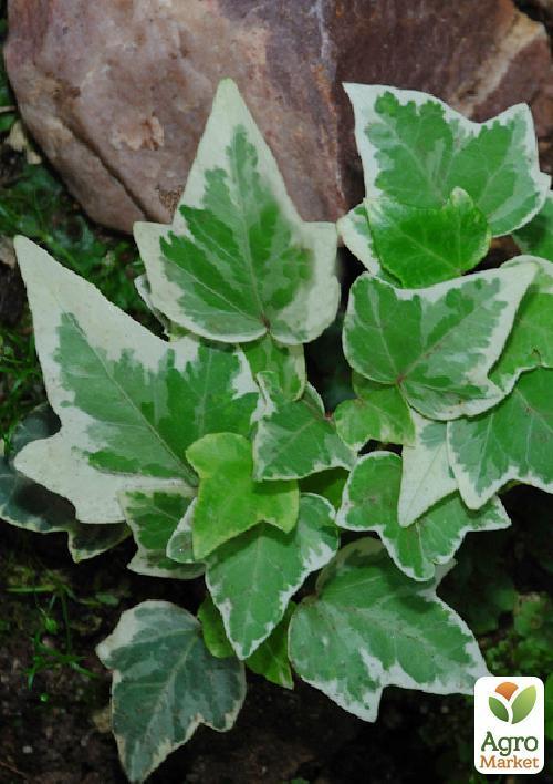 Плющ ряболистий - фото 5