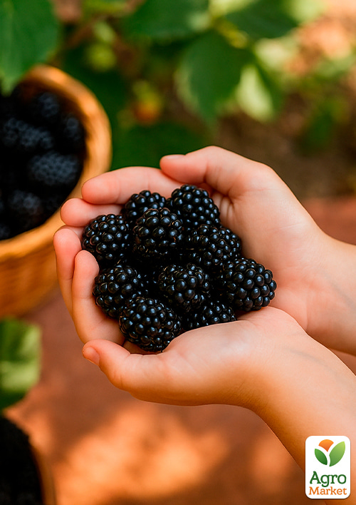 Ожина (супер рання!) "Оушито" (Ouachita) - фото 4