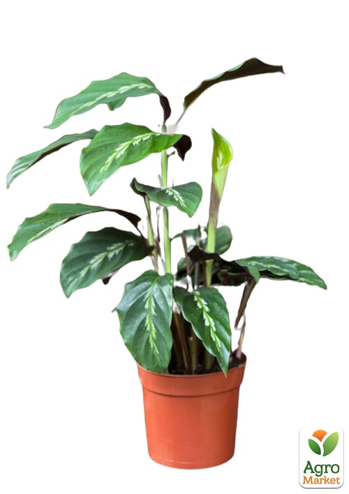 Калатея "LOUISAE" - фото 5