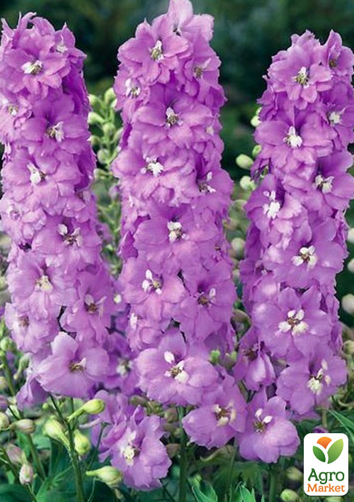 Дельфініум махровий «Lavender White Bee» - фото 5