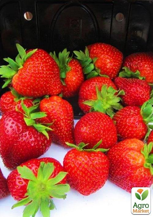 Клубника "Сирафин" (ремонтантный сорт)