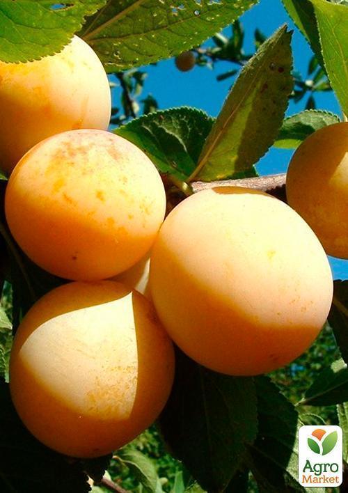 Слива "Желтая Афаска" (летний сорт, средний срок созревания) - фото 4