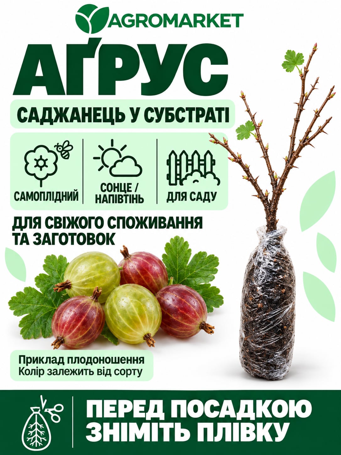 Крыжовник "Финиковый" (поздний срок созревания, сорт высокозимостойкий) купить