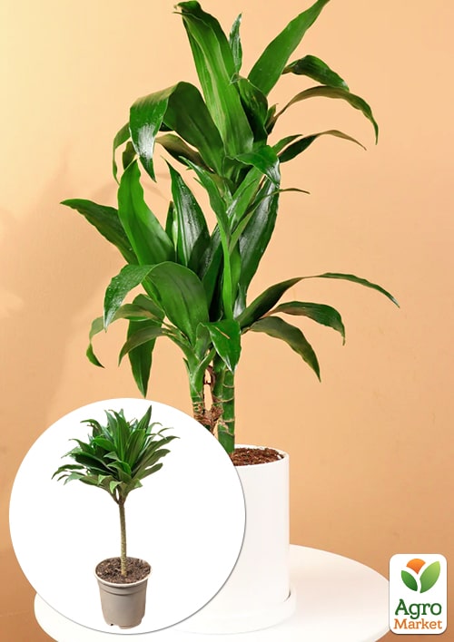 LMTD Драцена на штамбе "Deremensis" (высота 50-70см)