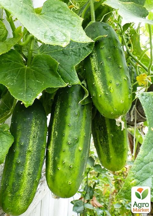 Огурец "Чижик" (в банке) ТМ "Весна Органик" 8г