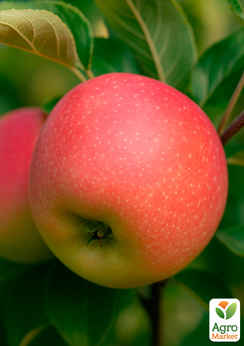 Яблоня "Канзи" (зимний сорт, поздний срок созревания)