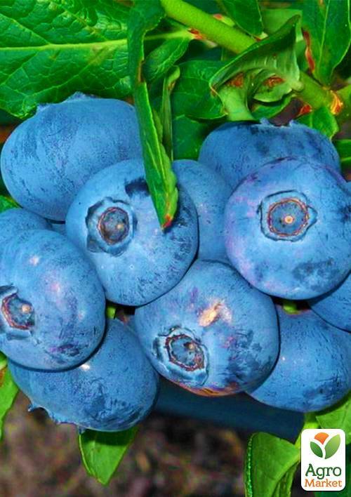 Лохина (чорниця садова) "Легасі" (Legacy) (пізній термін дозрівання, один з найбільш високоврожайних сортів) - фото 5