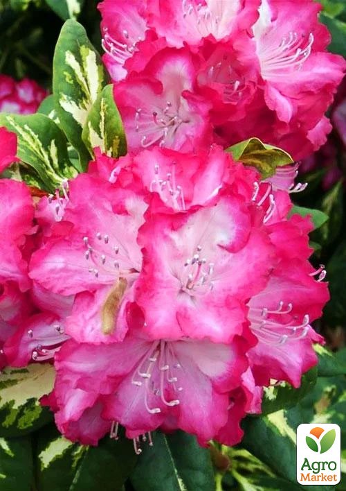 Рододендрон рожевий "Фантастика" (Fantastica) - фото 7