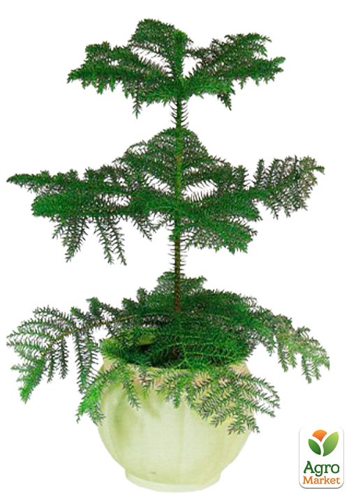 Араукария (Araucaria heterophylla) комнатная ель (высота 30-45см) - фото 5