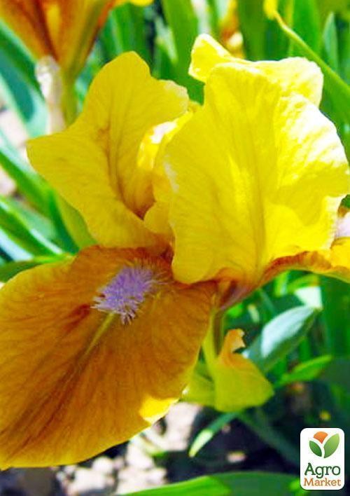 Ірис карликовий "Stockholm" 1шт в упаковці - фото 3
