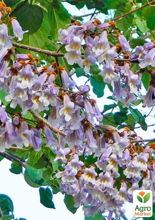 Павловнія повстяна "Імператорська" вазон Р9 - фото 2