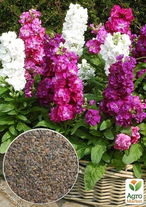 На вагу Матіола "Зимова багаторічна" ТМ "Весна" 15г