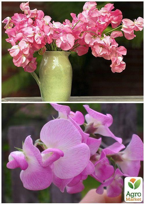 На вагу Духмяний горошок "Рожева мрія" ТМ "Весна" ціна за 4г - фото 4