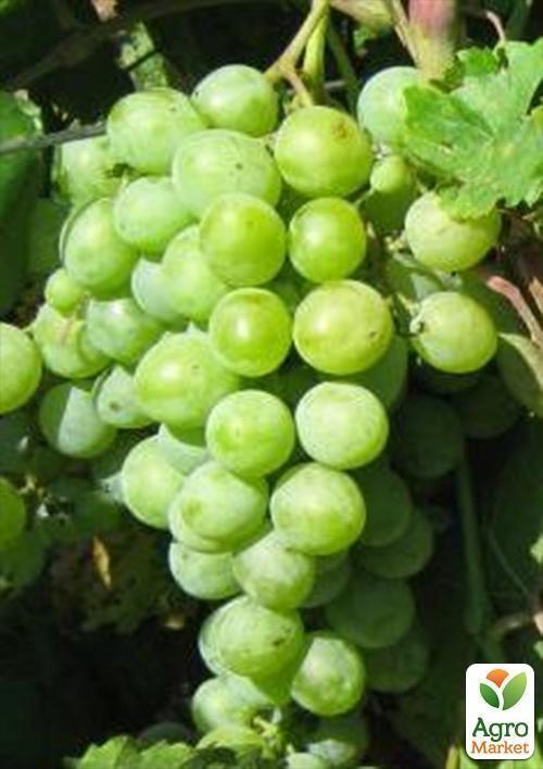 Виноград "Кураж" - фото 2