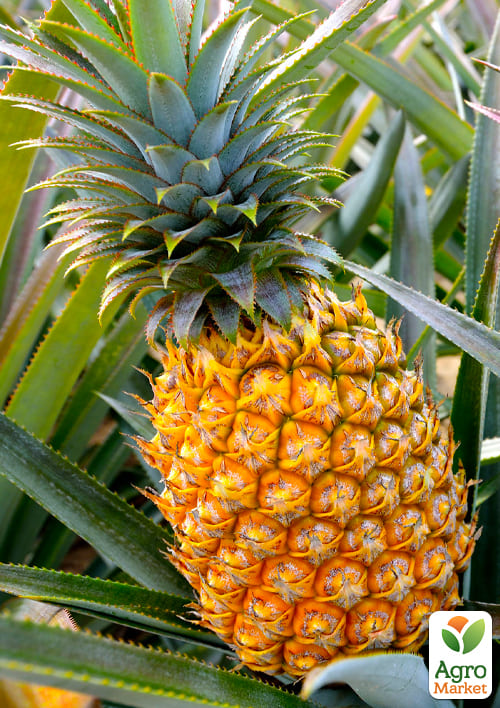 LMTD Ананас з плодом 3-х річний "Кайена" (20-40см) - фото 6