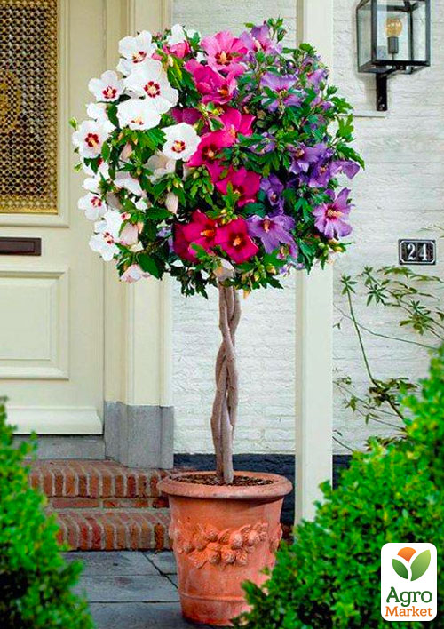 Гибискус сирийский древовидный смесь "Tricolor"