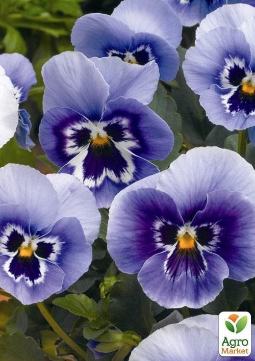 Віола (Viola Cornuta) "Delft Blue" - фото 2