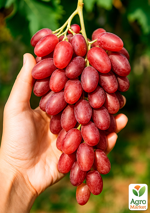 Виноград "Ассоль" (кишмиш, середній термін дозрівання, висока врожайність) - фото 4